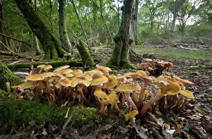 Armillaria: Honey fungus - in large abundant clumps in old