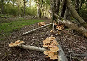 Armillaria: Honey fungus - in large abundant clumps in old