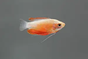 Colisa: Honey Gourami Fish - side view