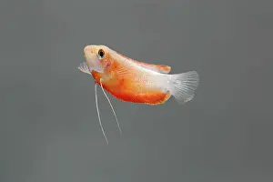 Barbel: Honey Gourami Fish - side view turning