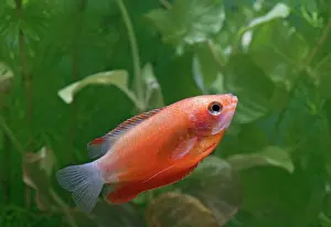 Variant: Honey Gourami red - side view by weeds - variant