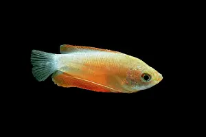 Colisa: Honey gourami - side view black background