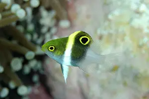Damsel: Honey-head Damselfish