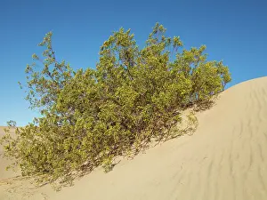 Prosopis: Honey Mesquite - blooming in spring (late March)