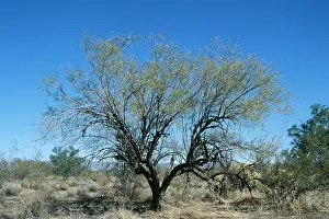 Prosopis: Honey MESQUITE Tree