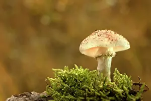 Nationaal: Moss