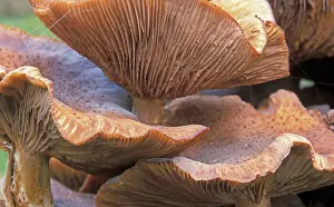 Armillaria: Honey mushroom - Detail hood