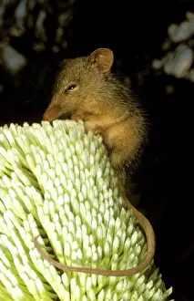 Honey possum (Tarsipes rostratus) Hopetoun, Western