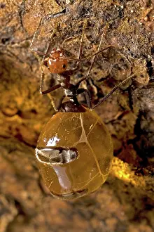 Harsh: Honey Pot Ant (Myrmecocystus spp) with engorged