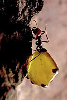 Harsh: Honey Pot Ant (Myrmecocystus spp) with engorged