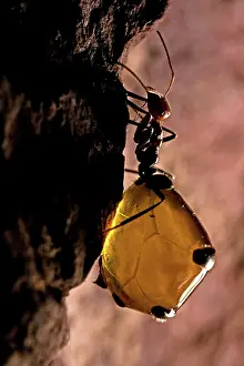 Engorged: Honey Pot Ant (Myrmecocystus spp) with engorged gasters -Ari