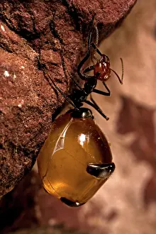 Engorged: Honey Pot Ant (Myrmecocystus spp) with engorged gasters -Ari
