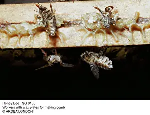 Hives: Honeybee