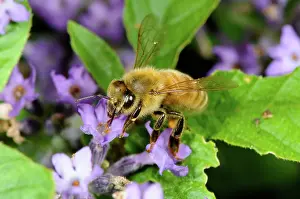 Pollinate: Honeybee