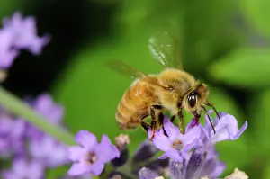 Pollinate: Honeybee