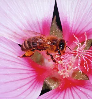 Honeybee