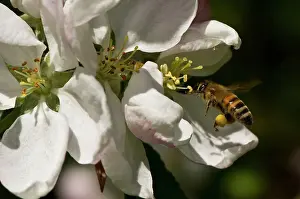 Gather: Honeybee (Apis mellifera) collecting pollen in Apple