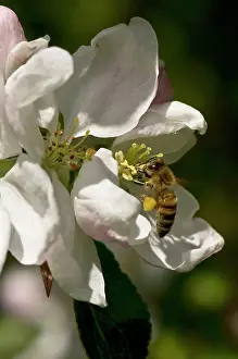 Gather: Honeybee (Apis mellifera) collecting pollen in Apple