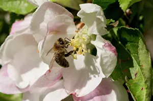 Gather: Honeybee (Apis mellifera) collecting pollen in Apple