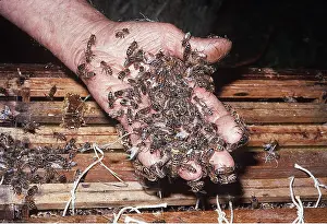 Ardea London: Honeybee - on beekeeper's hand