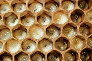 Hives: Honeybee - brood comb with well-developed larvae