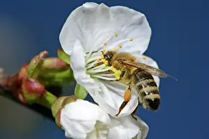 Working: Honeybee - on cherry tree blossom collecting pollen