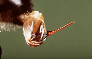 Sting: HONEYBEE - close up of sting