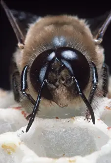 Compound: HONEYBEE - close-up of head showing compound eyes