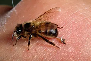 Stings: HONEYBEE - close-up stinging human