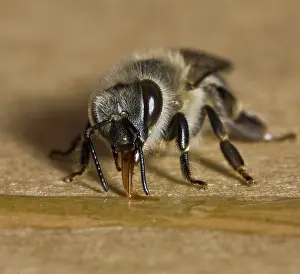 Apiculture: Honeybee Collecting Honey
