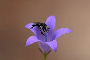 Trigona: Honeybee collecting pollen