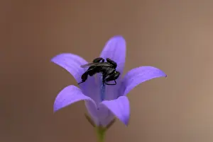 Trigona: Honeybee collecting pollen