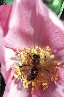 Chris Martin Bahr: HONEYBEE - collecting pollen in pink flower
