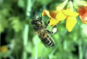 Trefoil: HONEYBEE - collecting pollen from trefoil