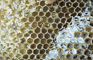 Comb: HONEYBEE COMB - caps removed to reveal honey in comb
