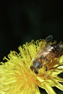 Pollinators: Honeybee Covered with Pollen