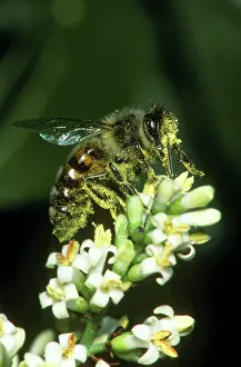 Privet: Honeybee - Covered in pollen on privet flower