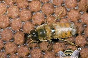 Hive: Honeybee Drone