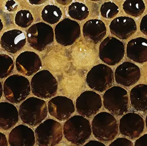 Cell: Honeybee drone brood in worker cells