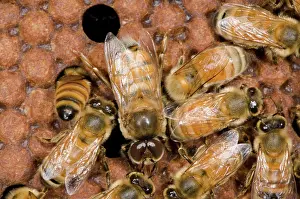 Drones: Honeybee Drones