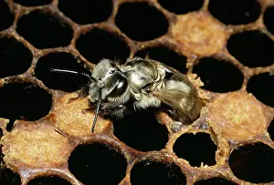 Hives: Honeybee - Emerging from comb