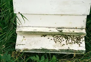 Hives: Honeybee - Fanning to create air current to lower