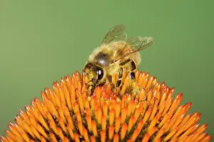 Pollenation: Honeybee - feeding on Echinacea Flower