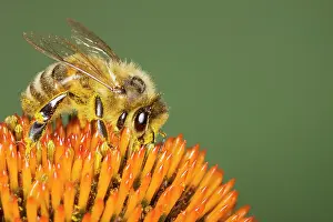 Pollenation: Honeybee - feeding on Echinacea Flower