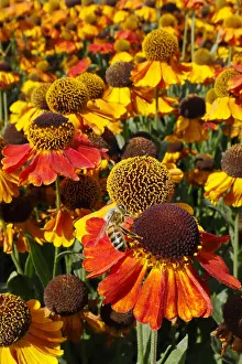 Honeybees: Honeybee - feeding on Helenium flower Apis mellifera