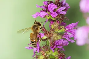 Loosestrife: Honeybee - feeding on Purple Loosestrife Flower