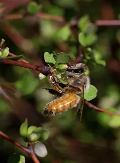 Shrubby: Honeybee feeding on Shrubby Tororaro (Muehlenbeckia