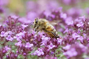 Thyme: Honeybee - feeding on Thyme
