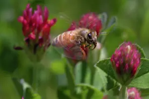 Clover: Honeybee in Flight