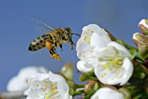 Honeybee - in flight approaching cherry tree blossoms
